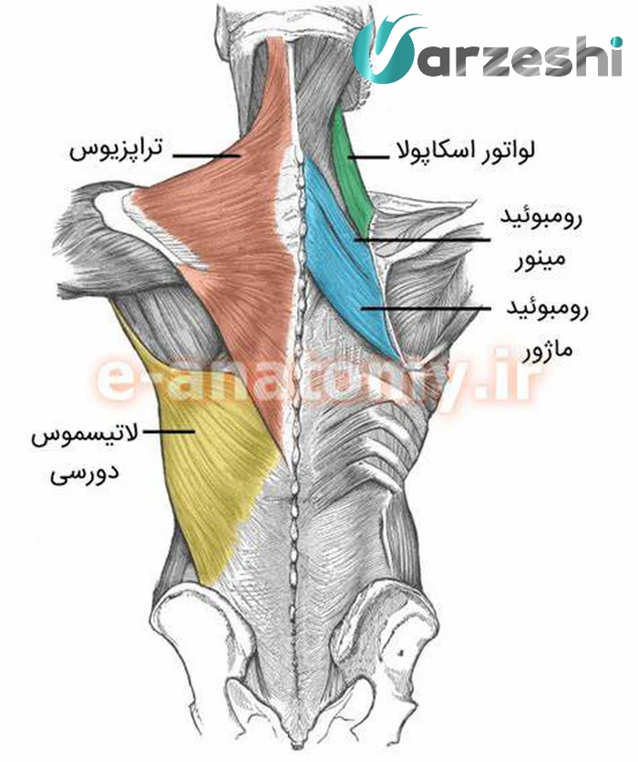 چه عضلاتی را برای ورزش فوتبال تقویت کنیم